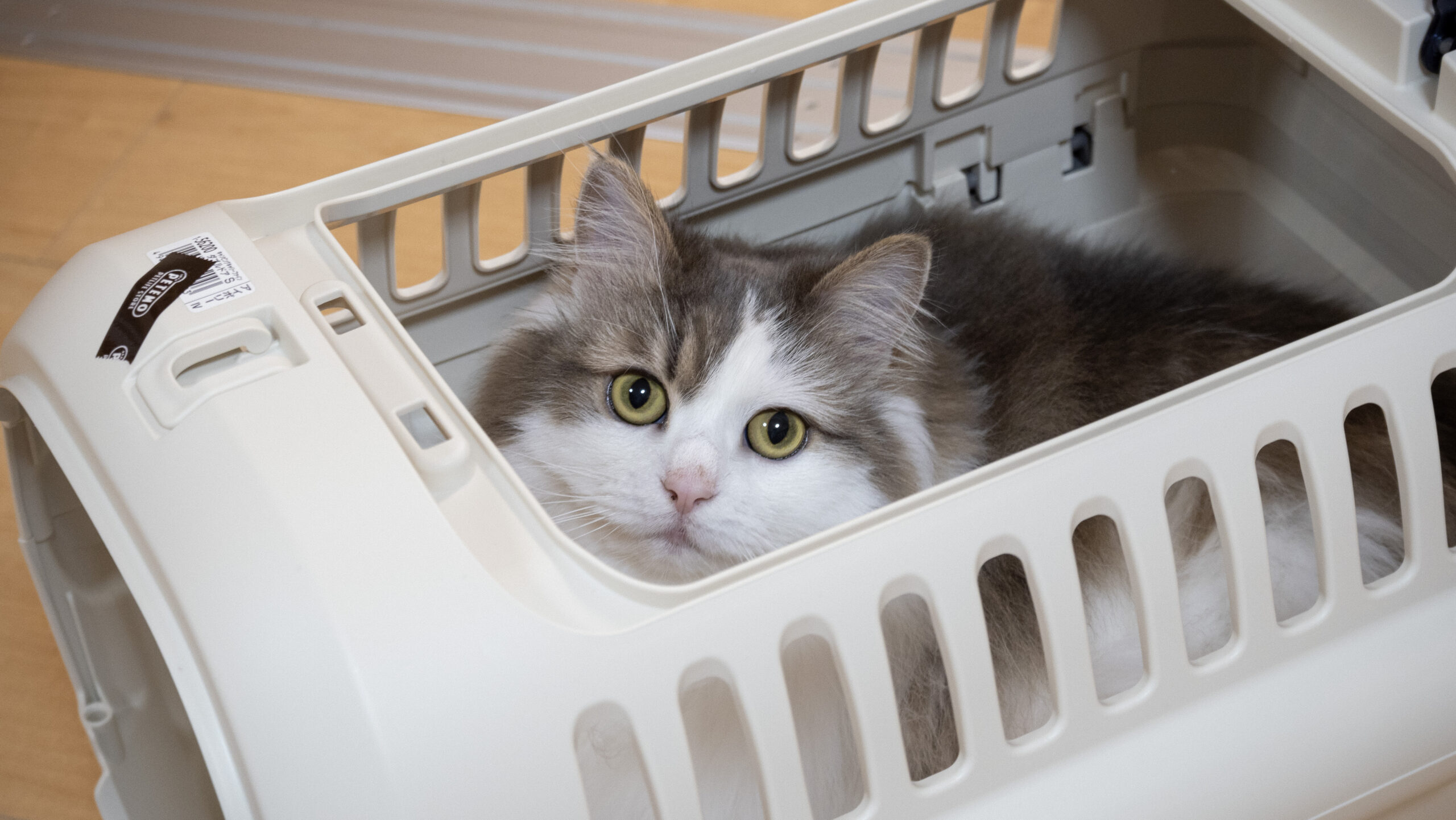 飼い猫のキャリーバッグをケージタイプに買い替えレビュー｜ましまろ blog